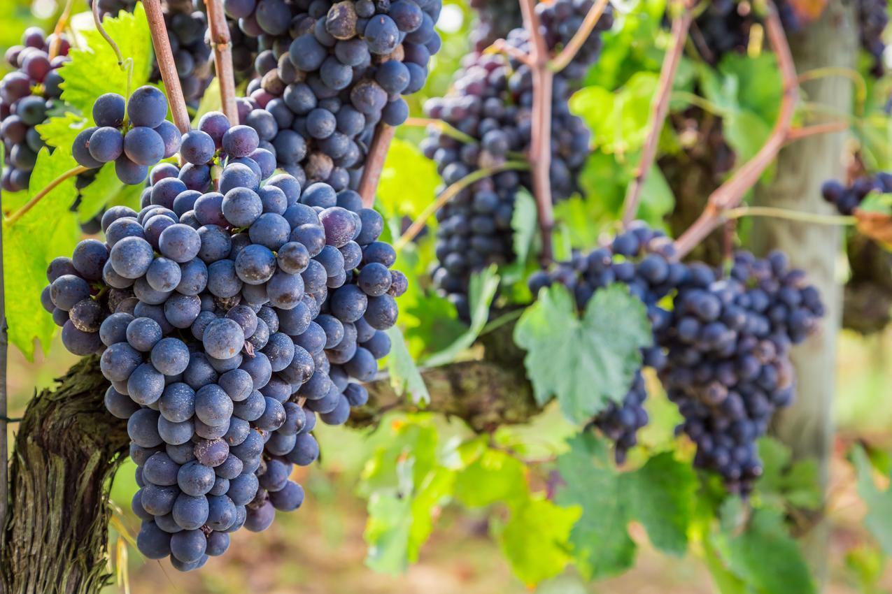 Belles grapes de raisin dont la pousse à été optimisé par notre biostimulant à base de digestat de vers de terre
