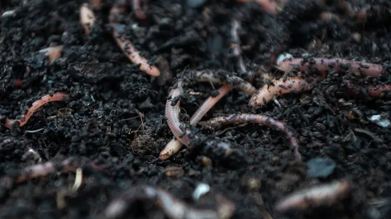 Des biostimulants agricoles fabriqués par des vers de terre