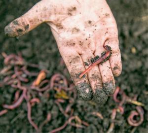 Veragrow lance les premiers biostimulants à base de déjections de vers de terre.
