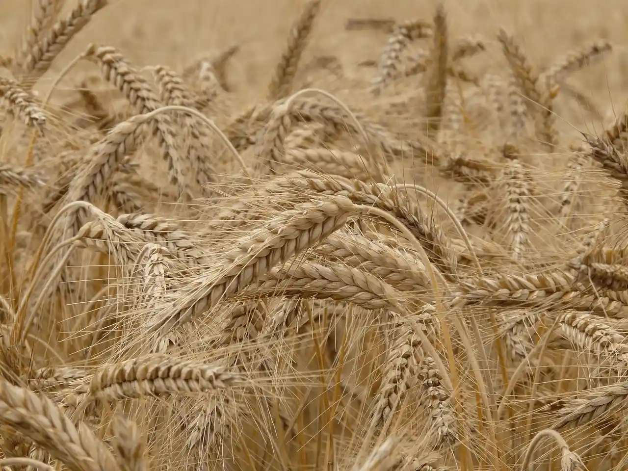 Champ de blé, dont la croissance a été optimisé par la biostimulation