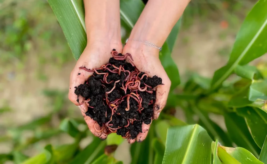 Des mains pleines de lombricompost avec des vers de terre, devant un champ de blé.