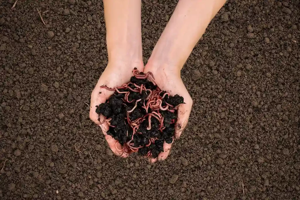 Lombricoompost guide complet 2025