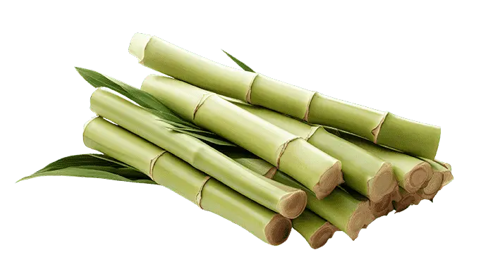 Canne à sucre coupé en morceaux