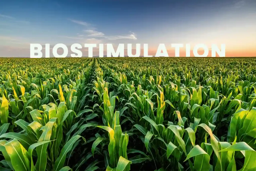 Champ de maïs verdoyant sous un ciel dégagé au coucher du soleil, illustrant l'impact positif de la biostimulation sur la croissance des cultures. Le mot BIOSTIMULATION est superposé en lettres blanches, mettant en avant l'importance des biostimulants en agriculture.