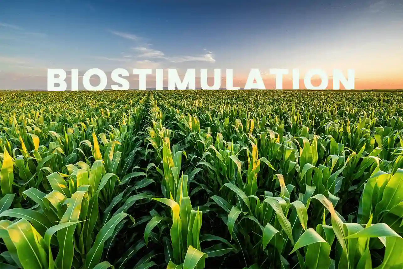 Champ de maïs verdoyant sous un ciel dégagé au coucher du soleil, illustrant l'impact positif de la biostimulation sur la croissance des cultures. Le mot BIOSTIMULATION est superposé en lettres blanches, mettant en avant l'importance des biostimulants en agriculture.