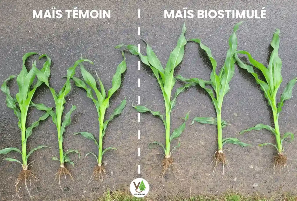 Comparaison entre du maïs témoin et du maïs biostimulé avec les biostimulants Veragrow. Les plants traités avec les biostimulants présentent une croissance plus vigoureuse, un meilleur enracinement et un développement foliaire plus dense, illustrant l'impact positif biostimulants sur la vitalité des cultures.