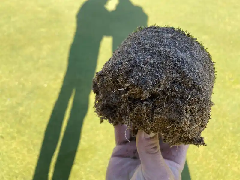 Motte de gazon extraite d’un green de golf, montrant un enracinement profond et une structure de sol aérée après application de biostimulant.