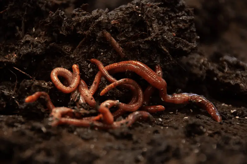 Les 25 millions de vers de terre de Vergarow valorisent des déchets organique