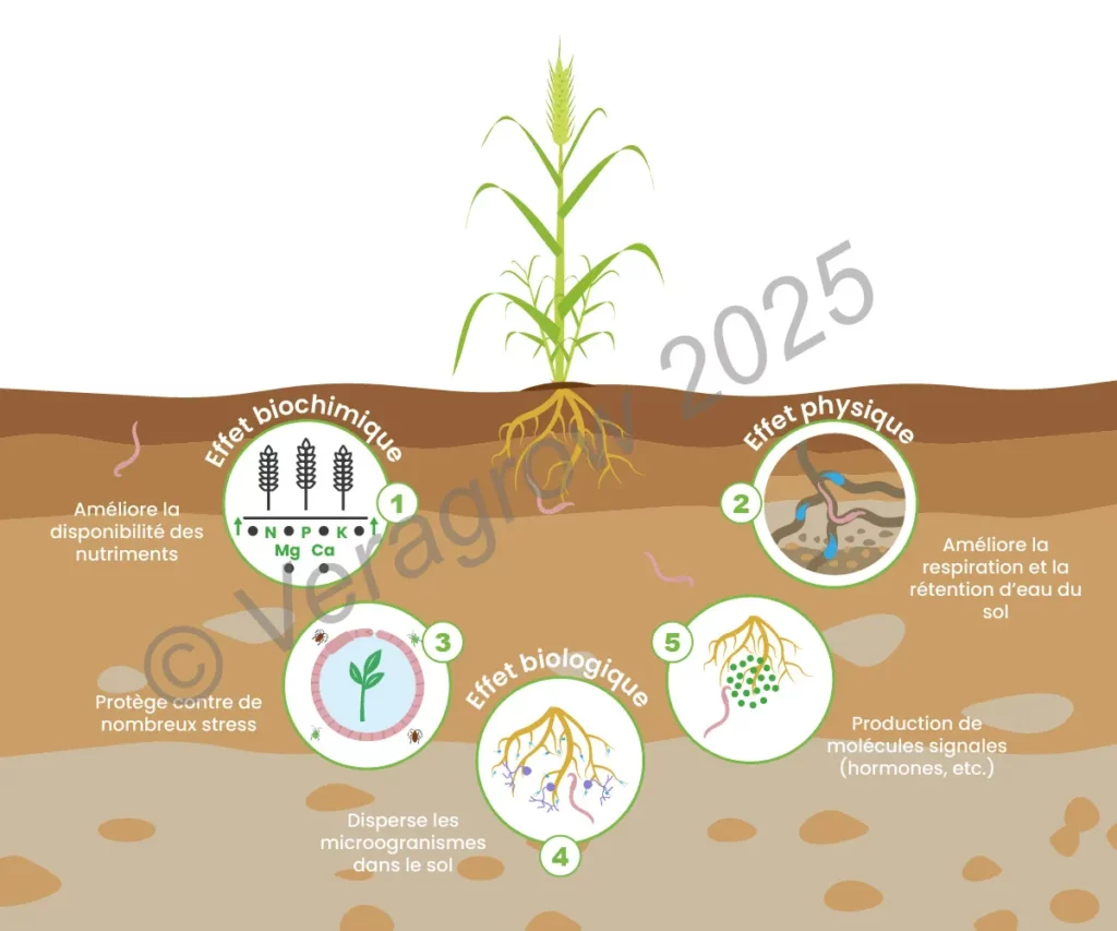 Schéma des principaux effets des vers de terre sur la croissance des plantes.