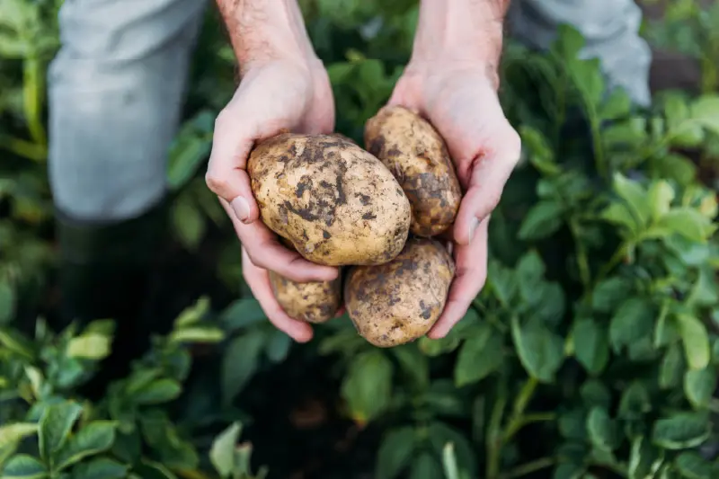 Pommes de terres biostimulées avec les produits Veragrow