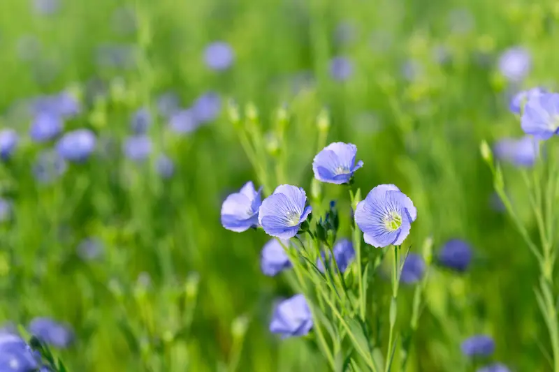 Jeunes plants de lin avec un système racinaire pivotant développé grâce à l'activation biologique du sol.