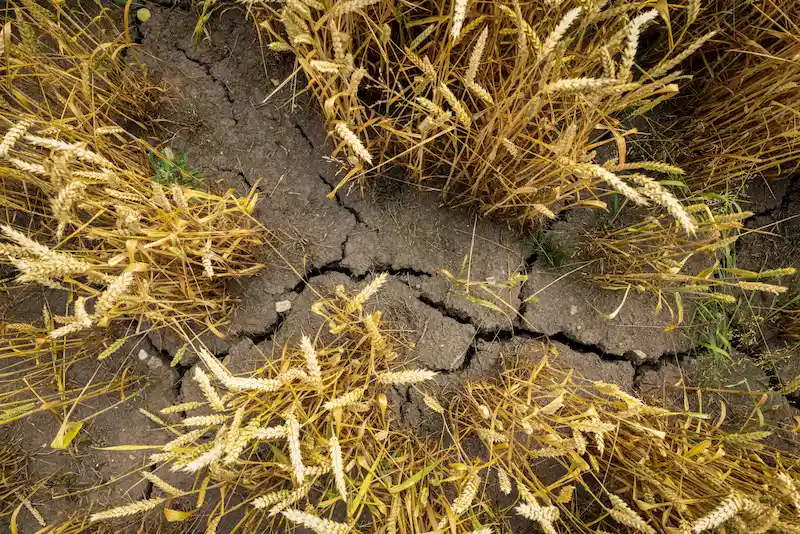 champs de blé soumis aux stress abiotiques