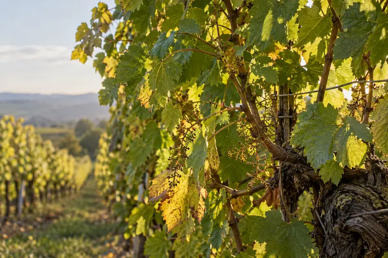 Feuillage de vigne encore vert après les vendanges, favorable à la reconstitution des réserves
