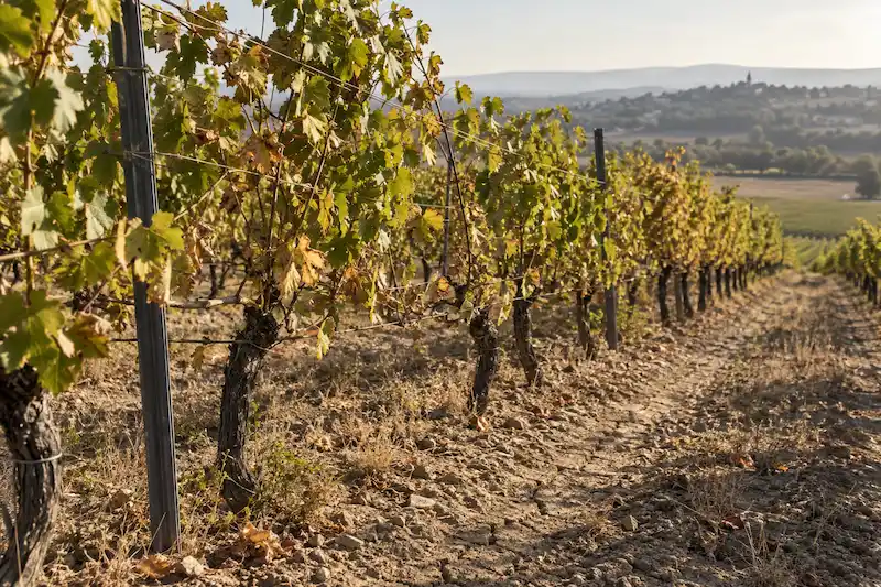 Vigne touchée par le stress hydrique avec feuilles jaunies et sol sec après les vendanges