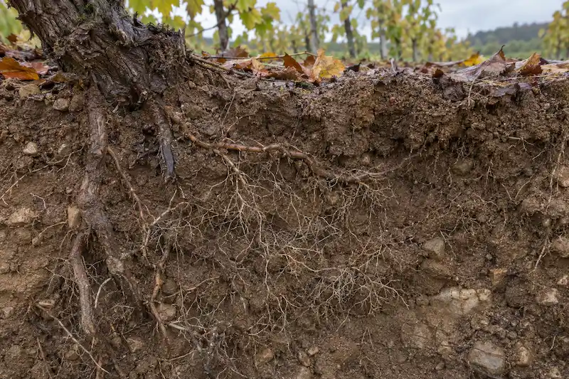 Racines fines de vigne visibles dans un profil de sol humide en automne
